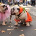 Canine Festival
