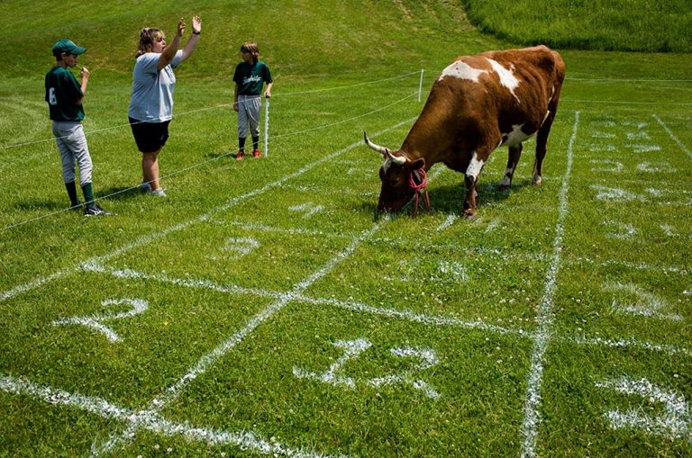 Viking Volleyball Cow Plop Explore Miamisburg